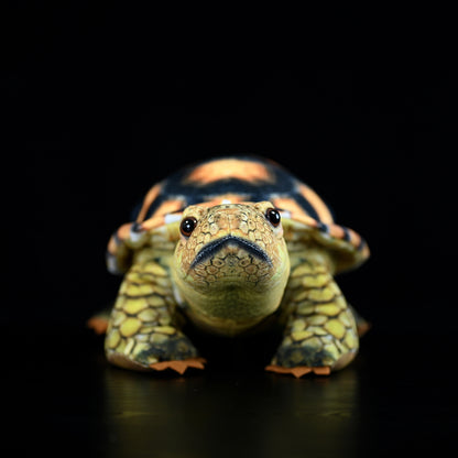Simulated Land Turtle Doll Cute Turtle Doll | Magic Stories