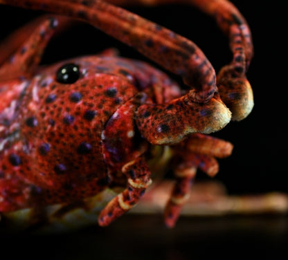 Cute Lobster Doll Plush Toy | Magic Stories