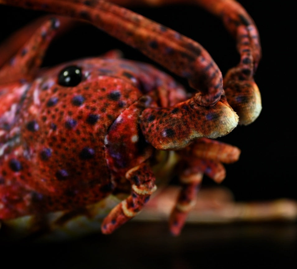 Cute Lobster Doll Plush Toy | Magic Stories