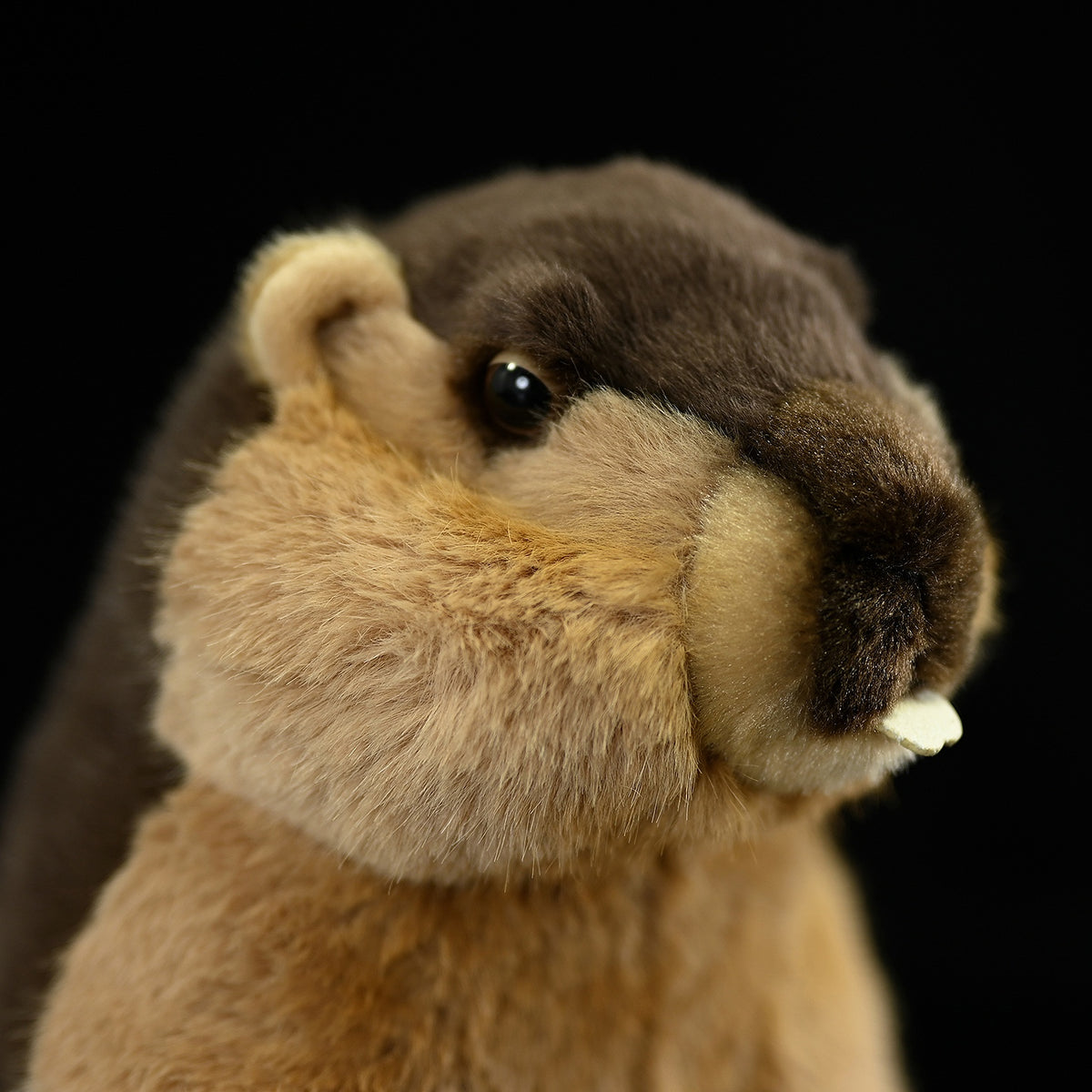 Squirrel Small Animal Plush Home Decoration | Magic Stories