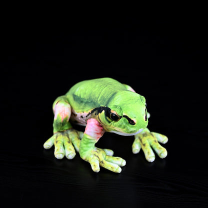 Northeast Rain Frog Plush Toy Japanese Tree Frog — back view